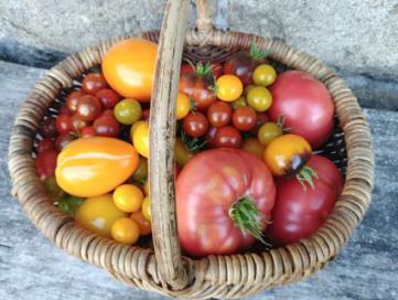 Tomates de jardin Tomates de jardin